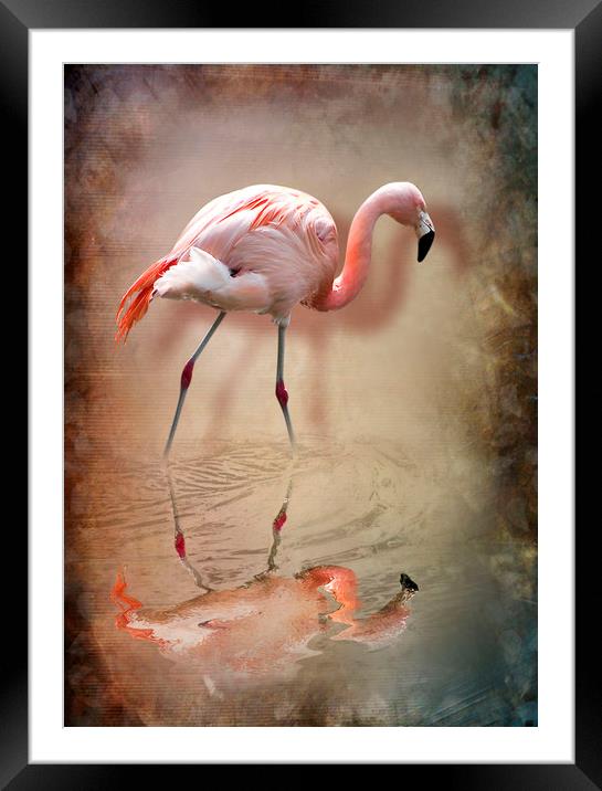 flamingo Framed Mounted Print by Svetlana Sewell