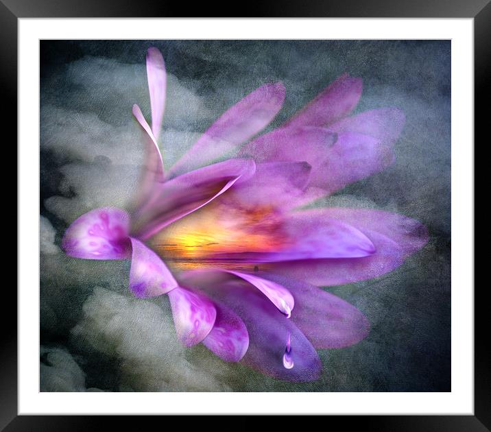 Flower Spirit Framed Mounted Print by Svetlana Sewell