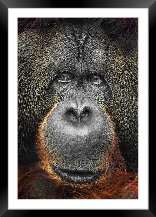  Orangutan Framed Mounted Print by Svetlana Sewell