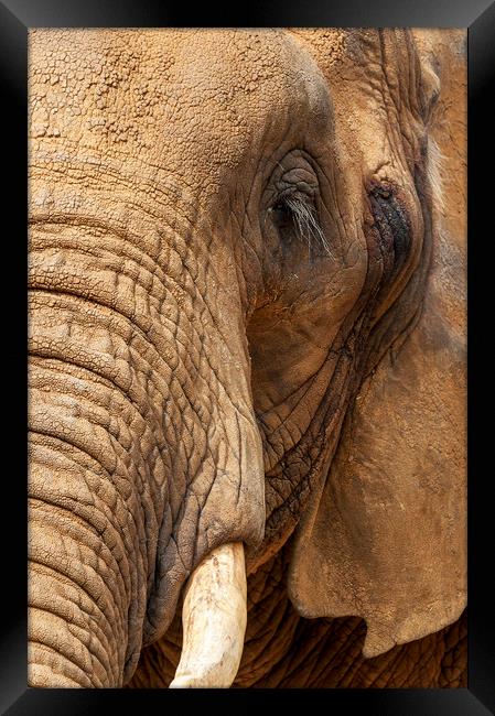  Sadness Framed Print by Svetlana Sewell