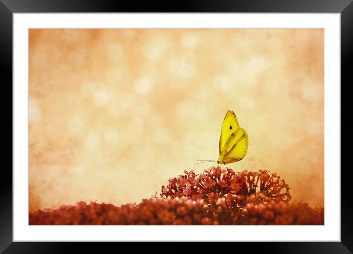  Butterfly Cake Framed Mounted Print by Svetlana Sewell