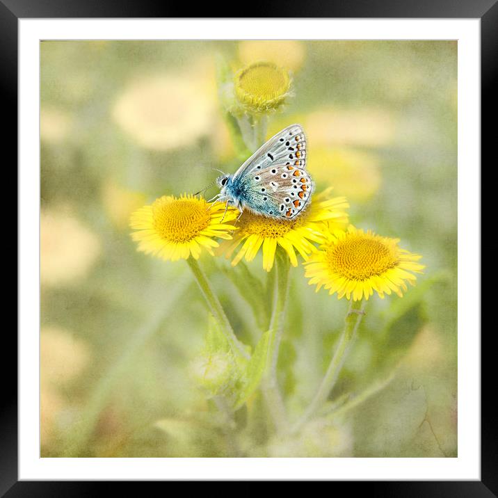  Butterfly Framed Mounted Print by Svetlana Sewell