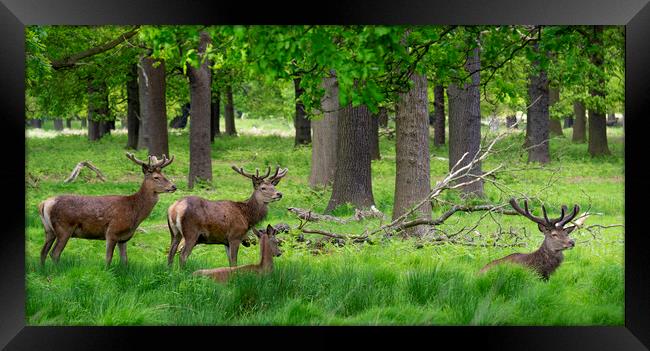  Deers Framed Print by Svetlana Sewell