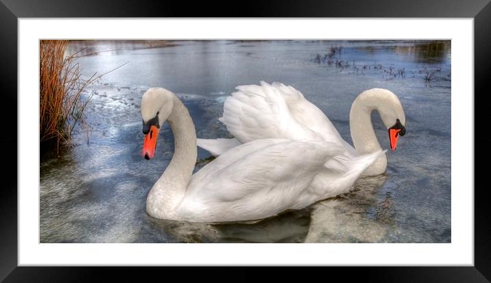  Swans Framed Mounted Print by Svetlana Sewell
