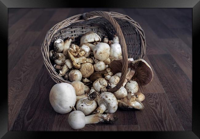  Mushrooms Framed Print by Svetlana Sewell