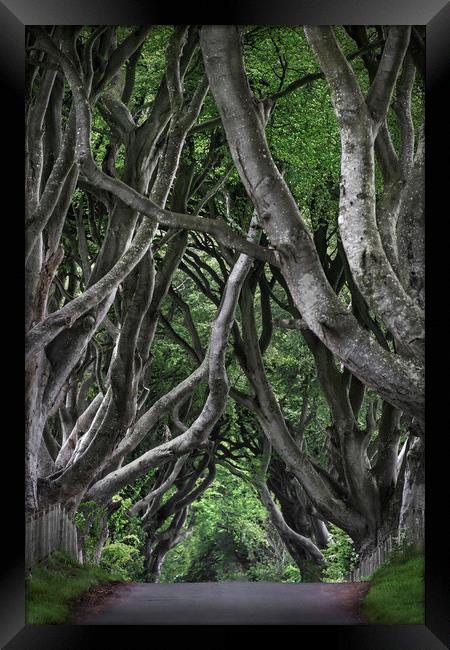  Dark hedges Framed Print by Svetlana Sewell