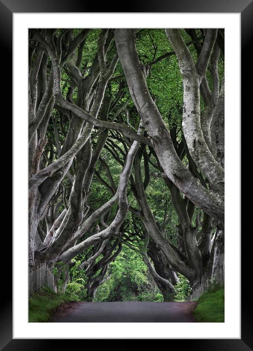  Dark hedges Framed Mounted Print by Svetlana Sewell
