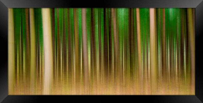  Abstract Forest Framed Print by Svetlana Sewell