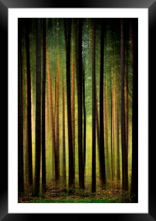  Abstract Nature Framed Mounted Print by Svetlana Sewell
