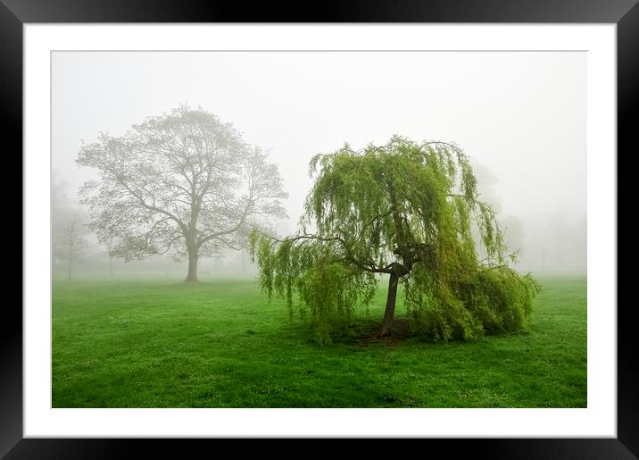  Foggy Morning Framed Mounted Print by Svetlana Sewell