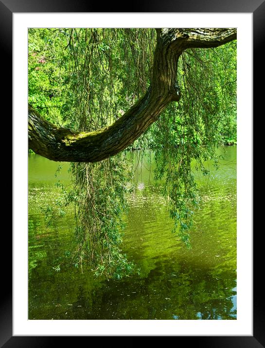 Crying Tree Framed Mounted Print by Svetlana Sewell