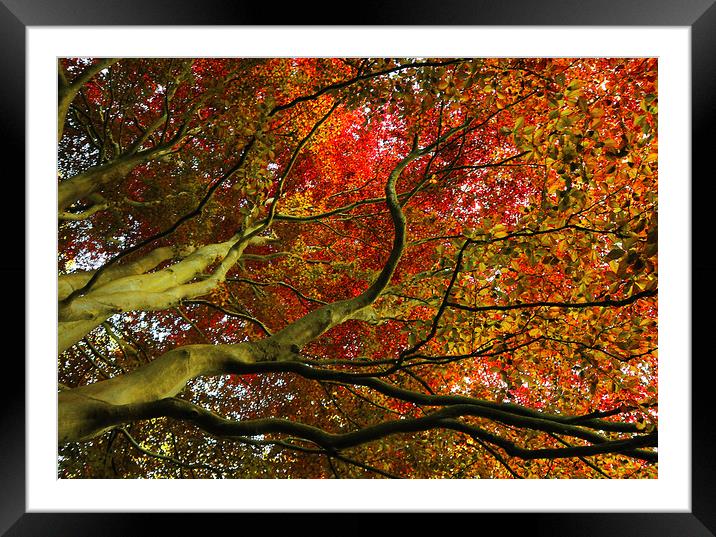  Look Up Framed Mounted Print by Svetlana Sewell