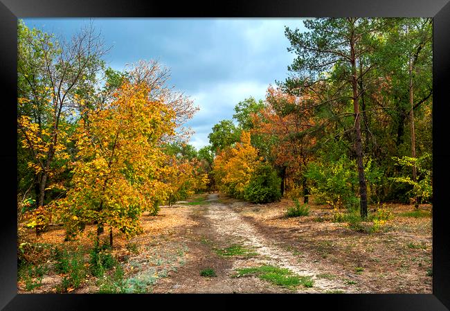  Woodland Path Framed Print by Svetlana Sewell