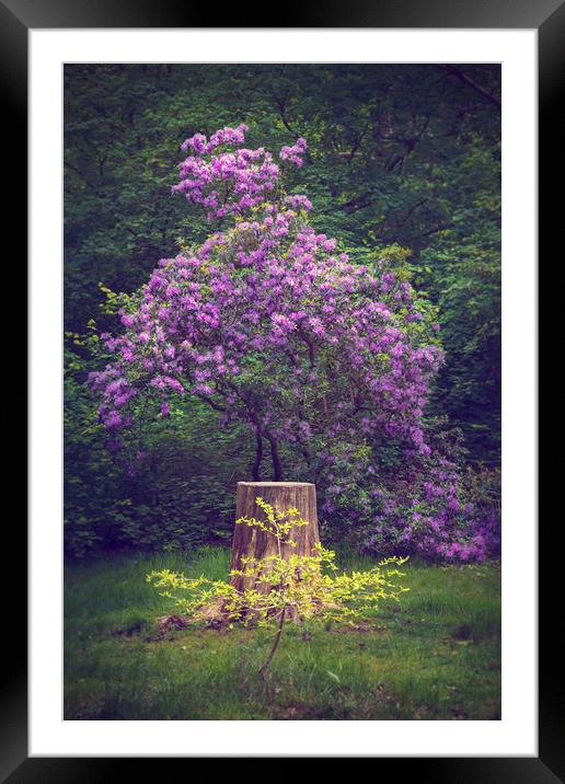  Purple Beauty Framed Mounted Print by Svetlana Sewell