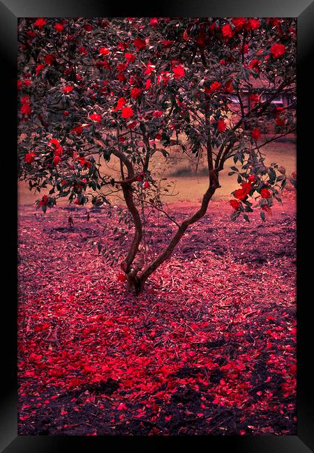  Bleeding Tree Framed Print by Svetlana Sewell