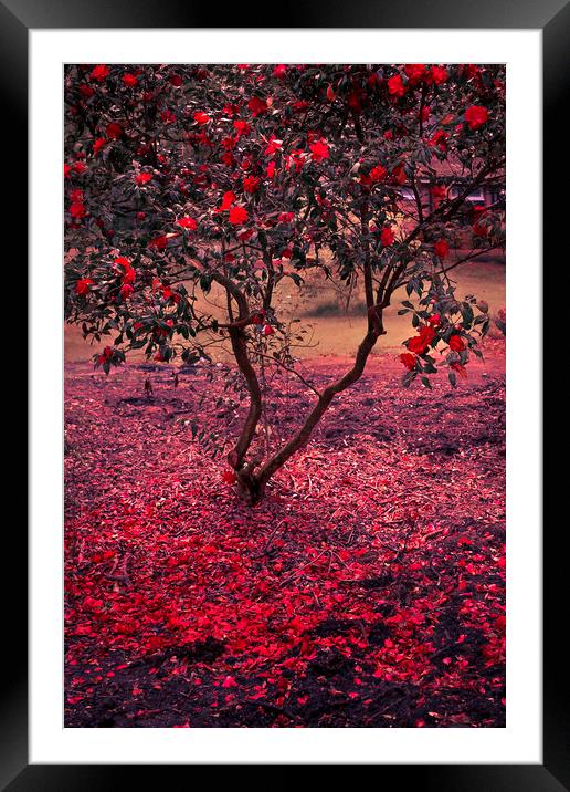  Bleeding Tree Framed Mounted Print by Svetlana Sewell