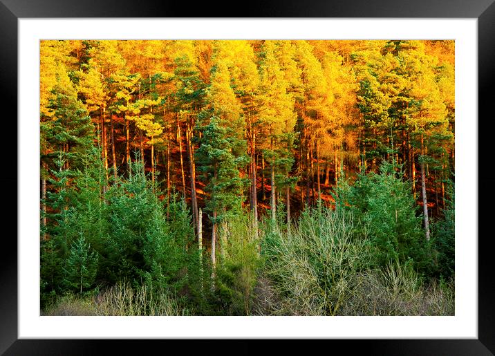  Autumn Trees Framed Mounted Print by Svetlana Sewell