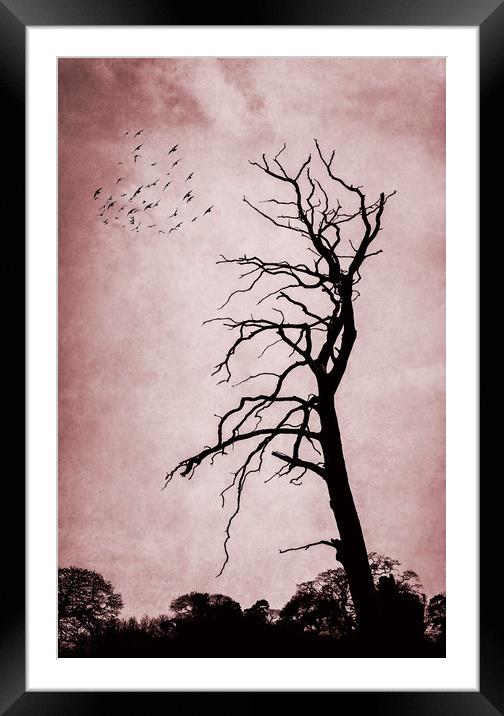  Bare Tree Framed Mounted Print by Svetlana Sewell