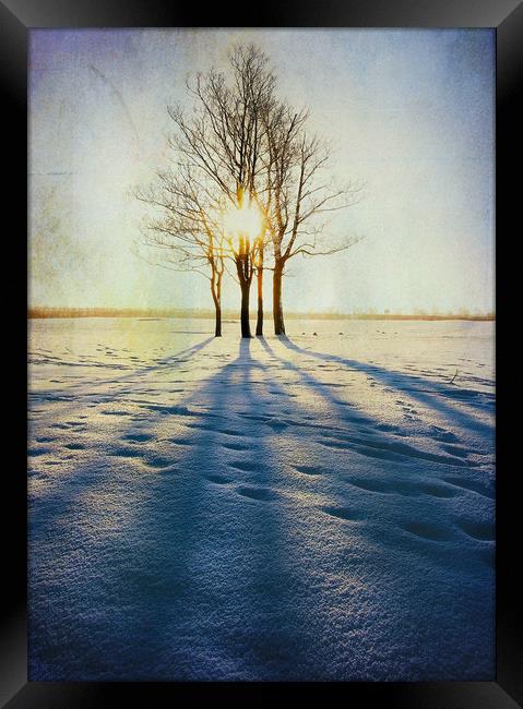  Winter Sun Framed Print by Svetlana Sewell