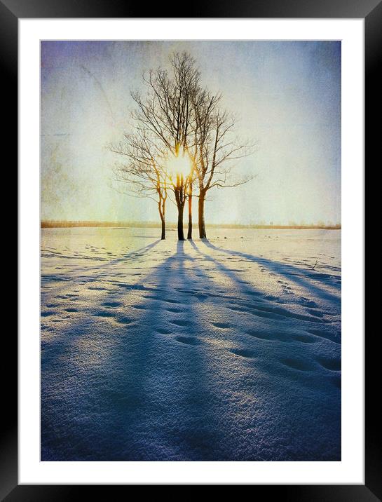  Winter Sun Framed Mounted Print by Svetlana Sewell