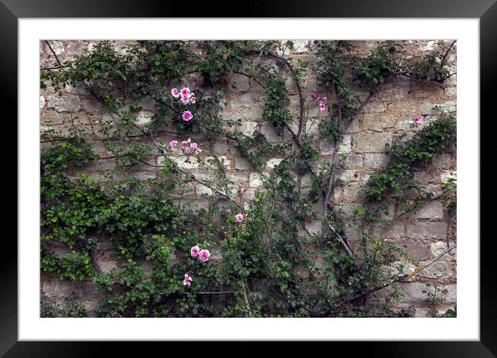  Rose Wall Framed Mounted Print by Svetlana Sewell