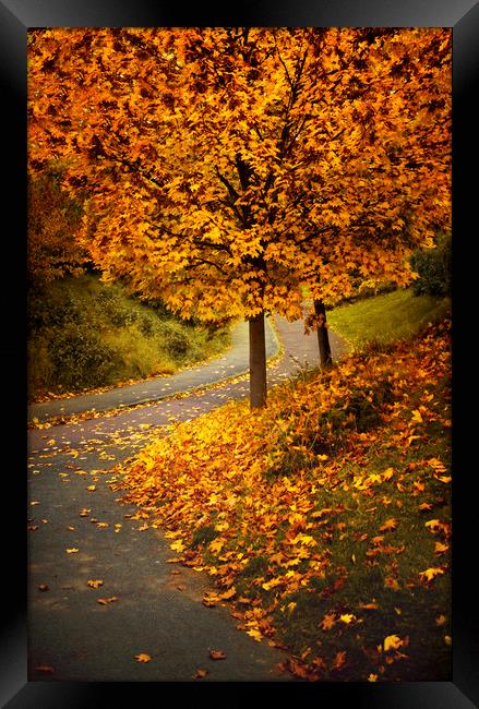  Autumn Framed Print by Svetlana Sewell