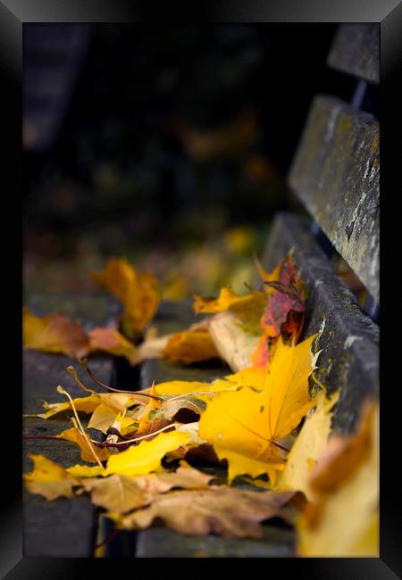  Autumn Leaves Framed Print by Svetlana Sewell