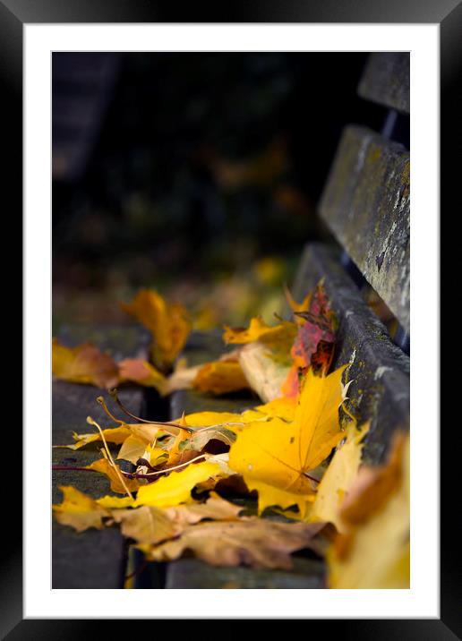  Autumn Leaves Framed Mounted Print by Svetlana Sewell