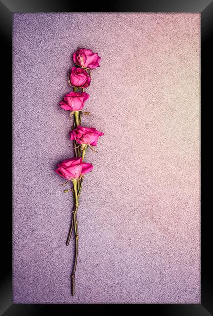 Love Roses Framed Print by Svetlana Sewell