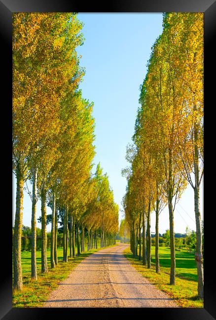 Autumn Path Framed Print by Svetlana Sewell