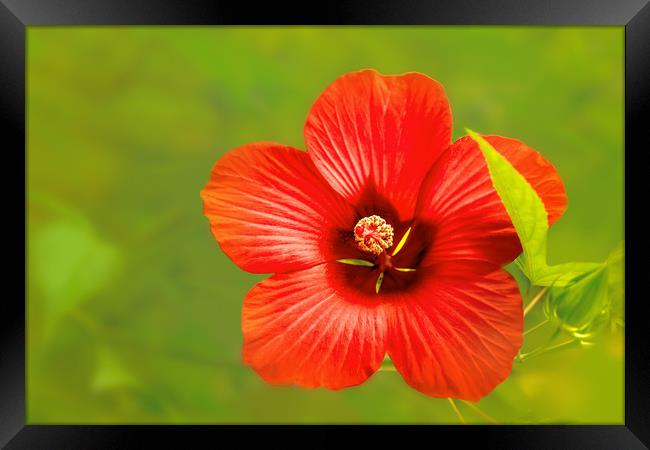 Hibiscus Framed Print by Svetlana Sewell