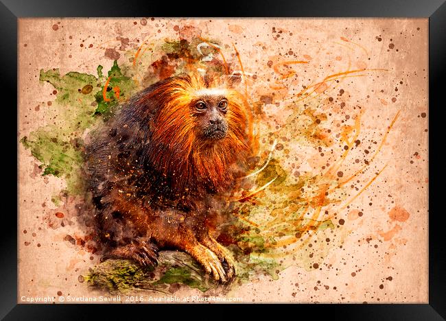 Tamarin Lion Monkey Framed Print by Svetlana Sewell