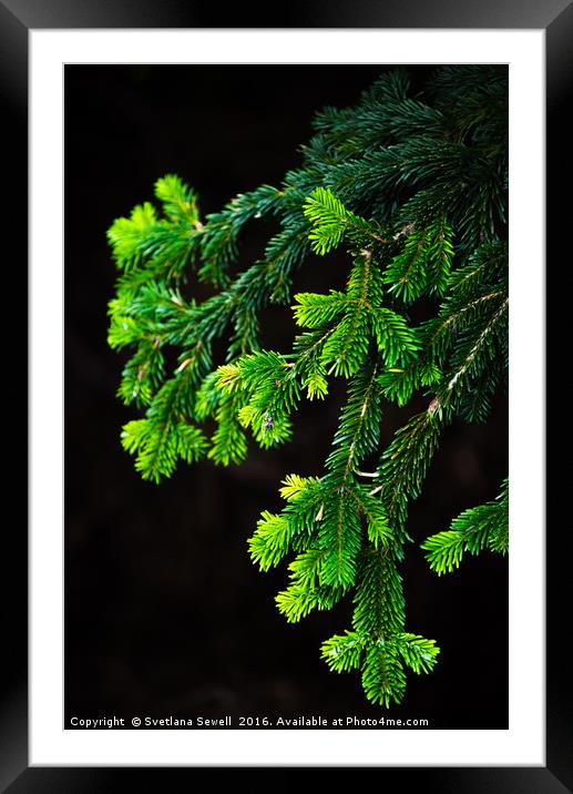 Branch of Pine Tree Framed Mounted Print by Svetlana Sewell