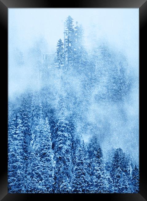 Winter Trees Framed Print by Svetlana Sewell