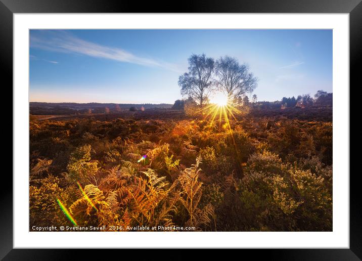 Cold Morning Framed Mounted Print by Svetlana Sewell