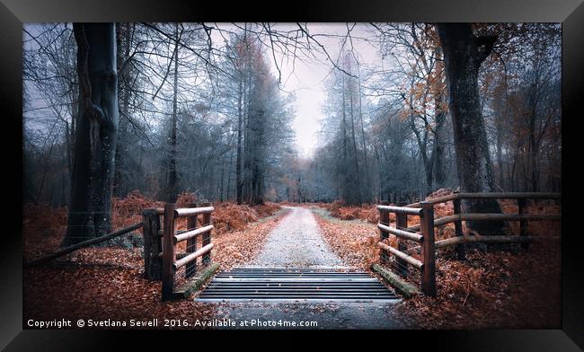 Forest Path Framed Print by Svetlana Sewell