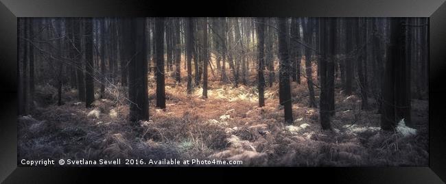 Forest Fern Framed Print by Svetlana Sewell