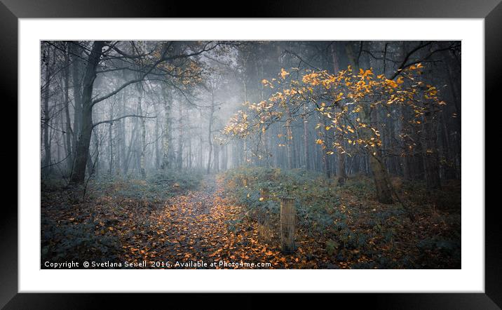 Last Autumn Tree Framed Mounted Print by Svetlana Sewell