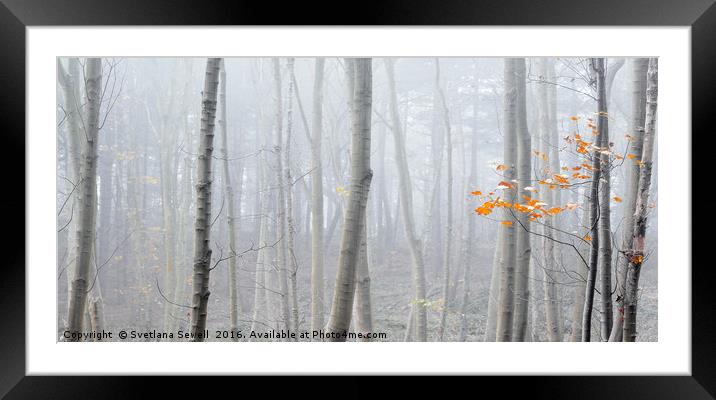 Last Autumn Branch Framed Mounted Print by Svetlana Sewell