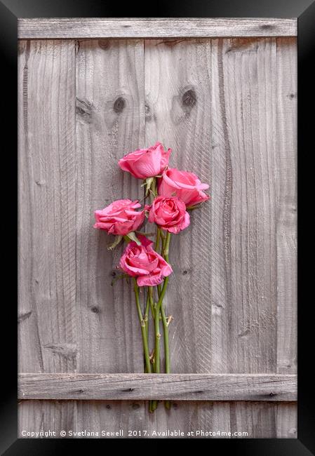 Pink Roses Framed Print by Svetlana Sewell