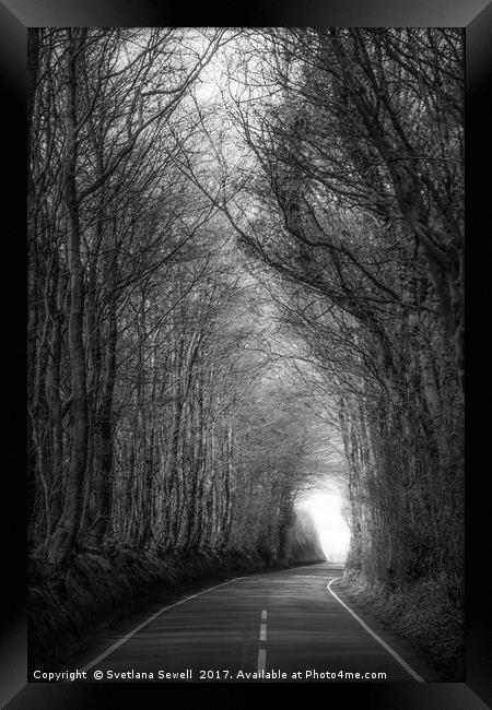 Shadow of Trees Framed Print by Svetlana Sewell
