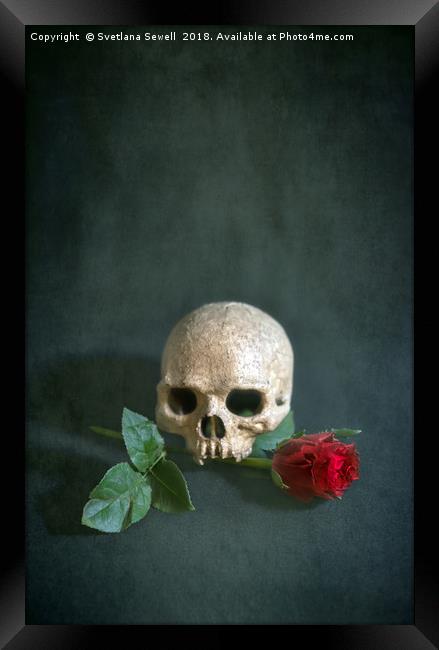 Skull and red rose Framed Print by Svetlana Sewell