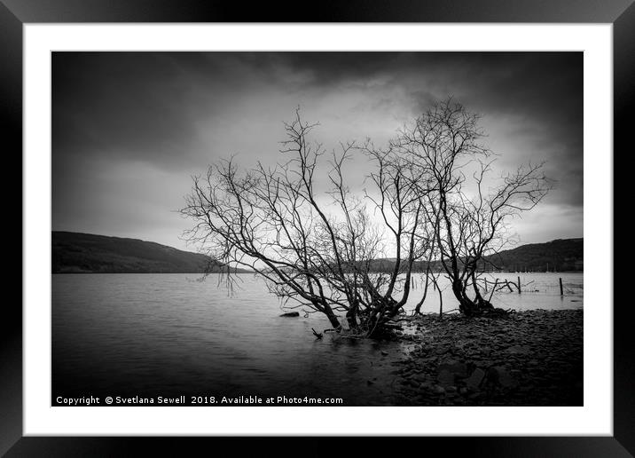 Dreamy Trees Framed Mounted Print by Svetlana Sewell