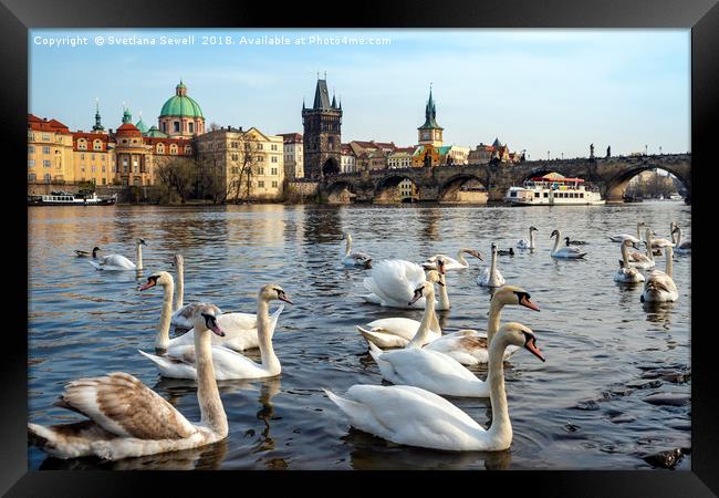 City Swans Framed Print by Svetlana Sewell