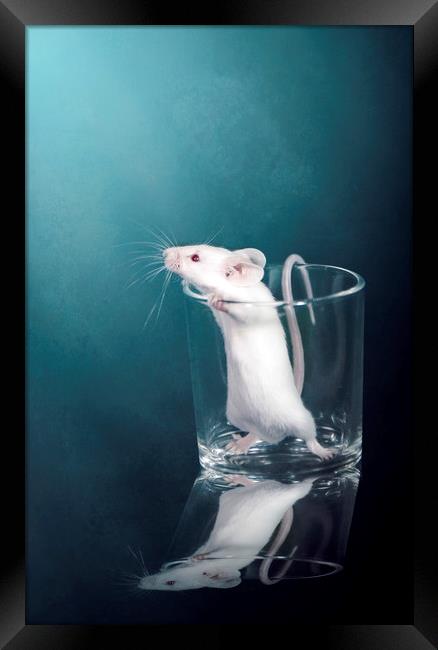 White Mouse Framed Print by Svetlana Sewell
