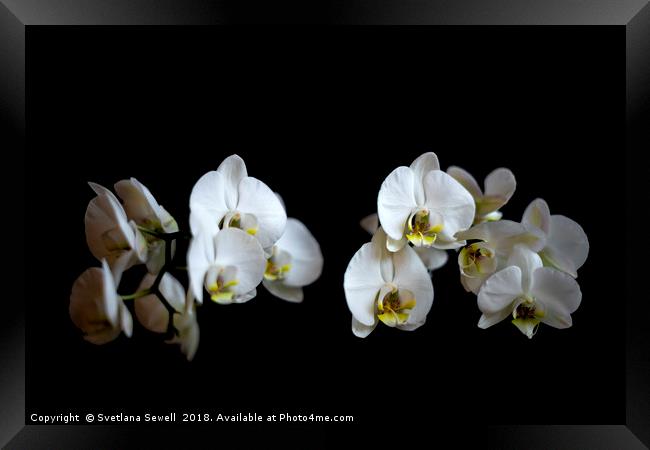 White Orchid Framed Print by Svetlana Sewell