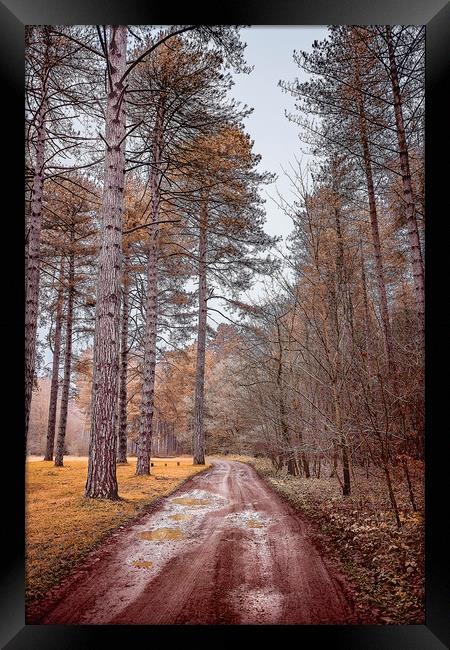 Path in a Woods Framed Print by Svetlana Sewell