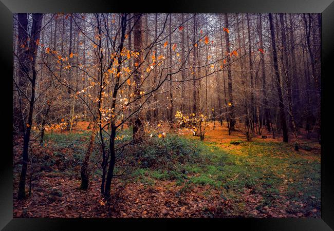 Woods Framed Print by Svetlana Sewell