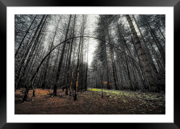 Deep in Woods Framed Mounted Print by Svetlana Sewell