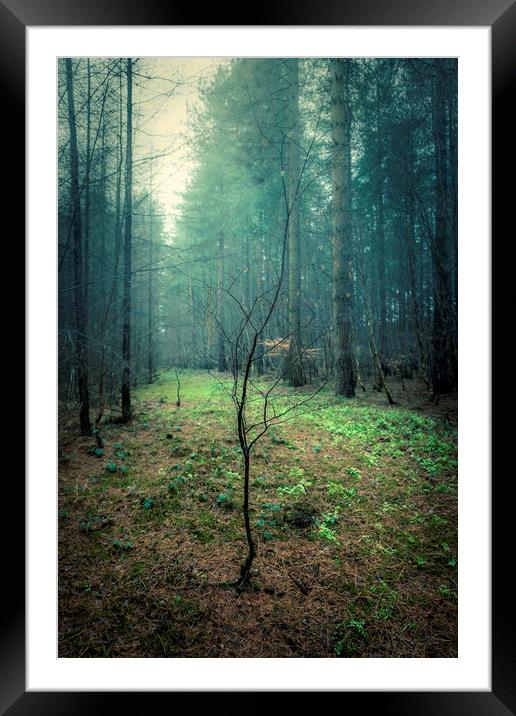 Beginning of a Forest Tree Framed Mounted Print by Svetlana Sewell